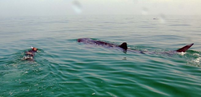 Expedicion de snorkel con el tiburon ballena
